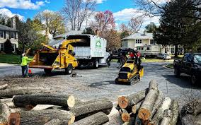 Trusted Renville, MN Tree Removal and Landscaping Services Experts